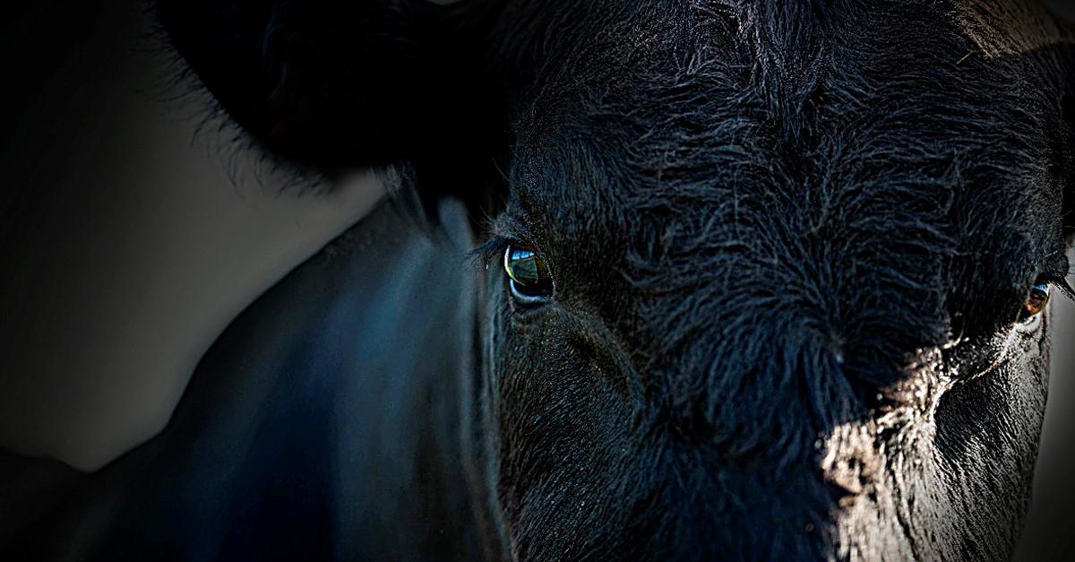 Nahaufnahme des Auges eines Wagyu-Bullen